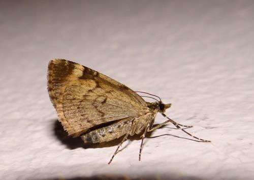 Réf. 159 113 : Chloroclysta siterata