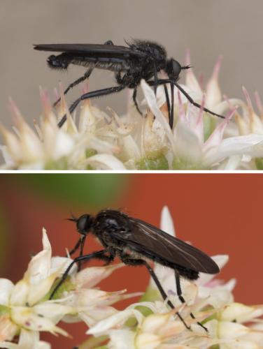 Empis ciliata