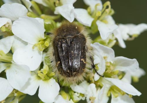 Réf. 159 559 : Tropinota squalida