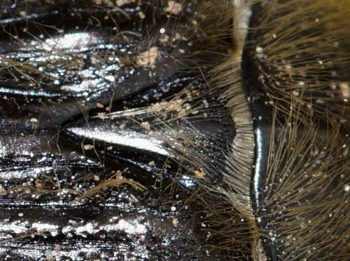 Tropinota squalida