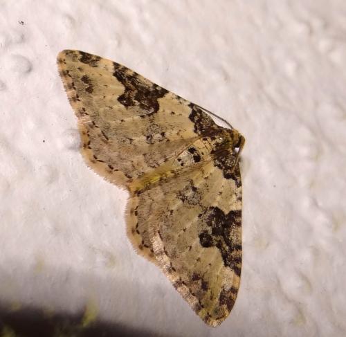 Xanthorhoe fluctuata