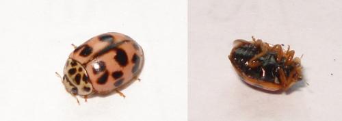Réf. 159 834 : Oenopia conglobata
