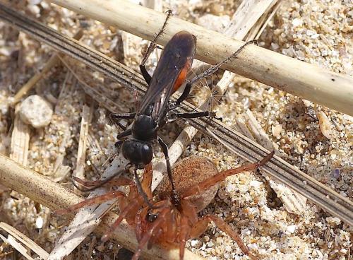 Réf. 159 133 : Anoplius infuscatus