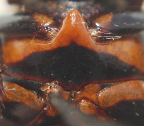 Réf. 159 349 : Rutelinae inconnu