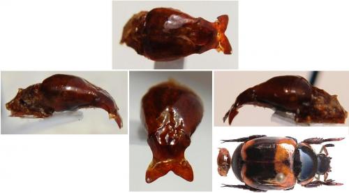 Réf. 159 347 : Rutelinae inconnu