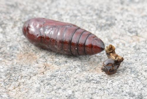 Phlogophora meticulosa