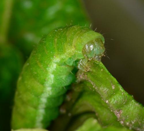 Réf. 159 305 : Phlogophora meticulosa