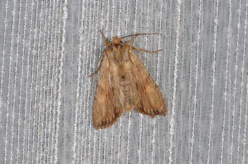 Lithophane socia