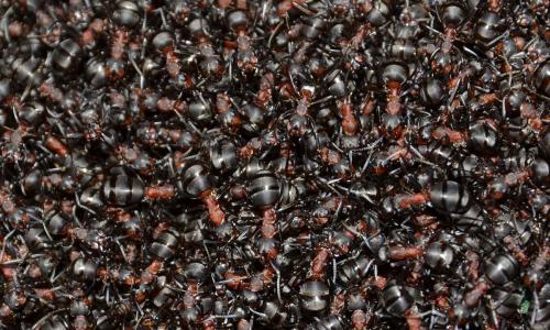 Réf. 159 309 : Formica sp.