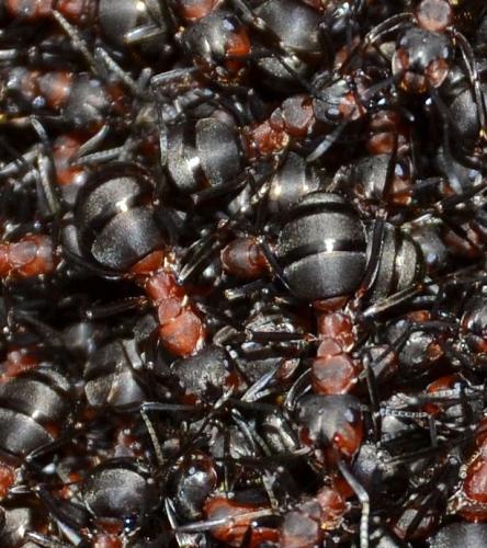 Réf. 159 315 : Formica sp.