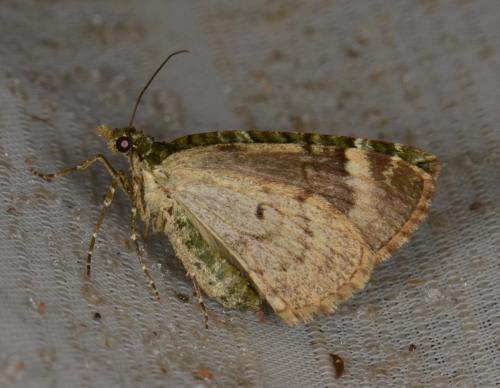 Réf. 159 172 : Chloroclysta siterata