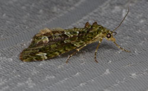 Réf. 159 171 : Chloroclysta siterata