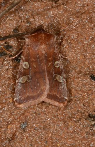 Cerastis leucographa