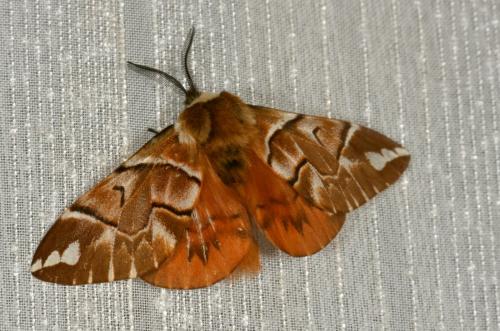 Endromis versicolora