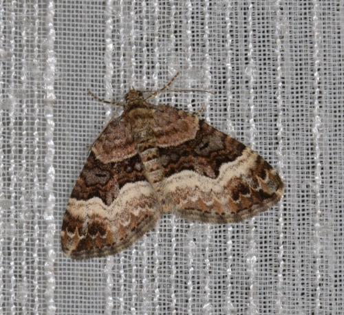 Xanthorhoe biriviata