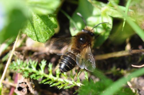 Réf. 159 501 : Colletes cunicularius