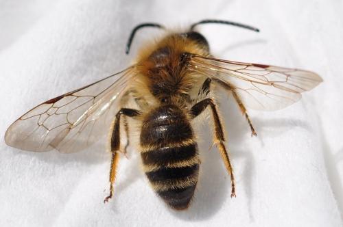 Andrena gravida