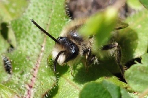 Colletes cunicularius