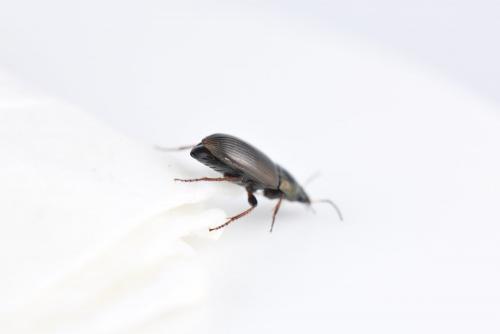 Amara similata