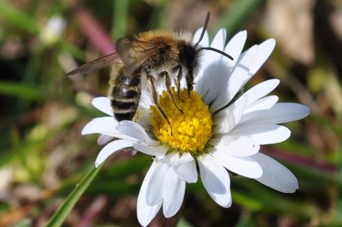 Andrena gravida