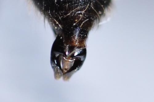 Andrena gravida