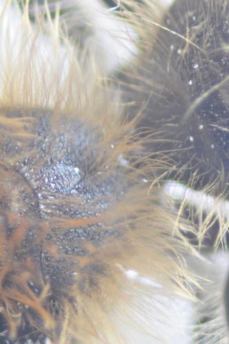 Andrena gravida