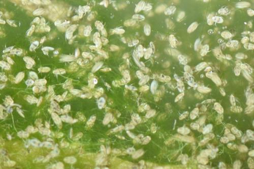 Micronecta sp.