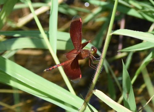 Neurothemis terminata