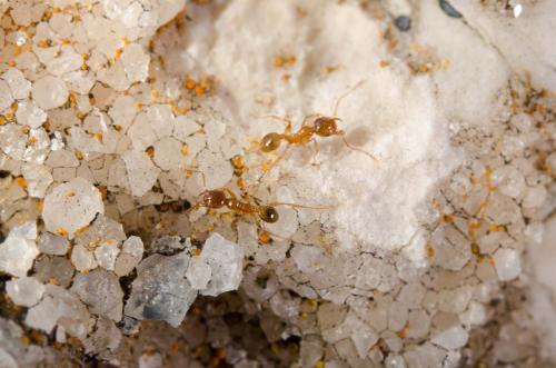 Réf. 159 708 : Pheidole pallidula