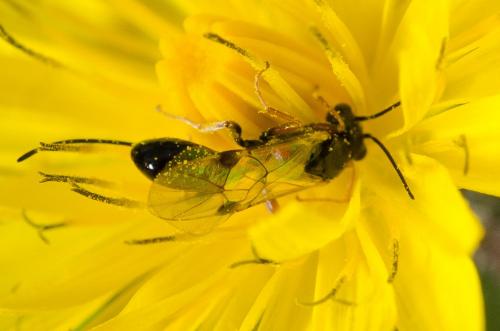 Réf. 159 705 : Tersilochinae inconnu