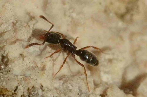 Ponerinae