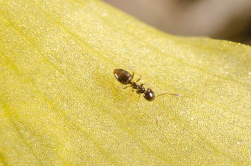 Plagiolepis sp.