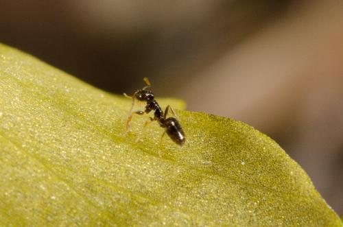 Plagiolepis sp.