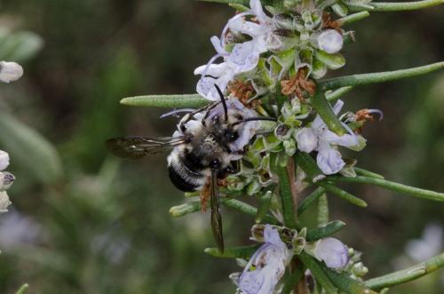 Réf. 159 001 : Melecta albifrons