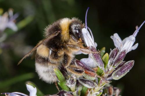 Bombus sp.