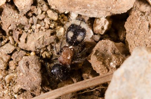 Blakeius bipunctatus