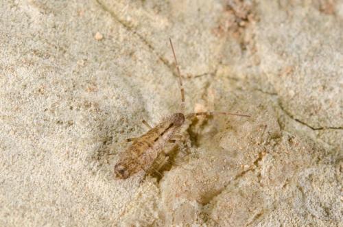 Réf. 159 049 : Seira domestica