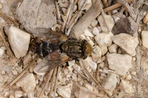 Gonia sp.