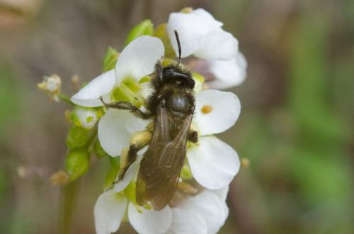 Réf. 159 095 : Andrena sp.