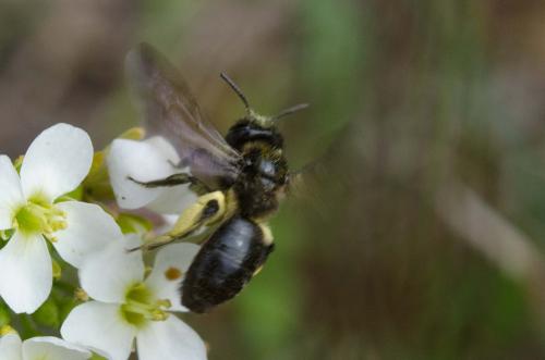 Andrena sp.