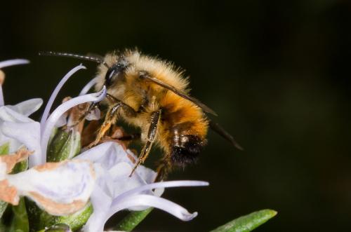 Réf. 159 390 : Osmia bicornis