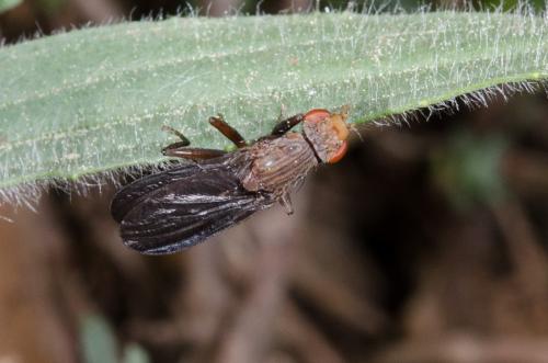 Pelidnoptera nigripennis