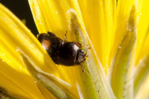 Meligethinae