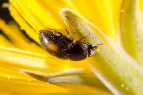 Meligethinae