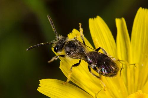 Réf. 159 635 : Lasioglossum sp.