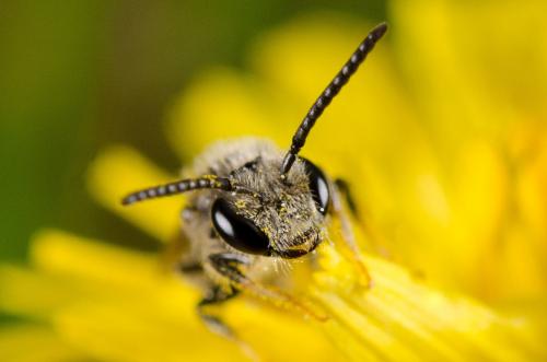 Réf. 159 637 : Lasioglossum sp.