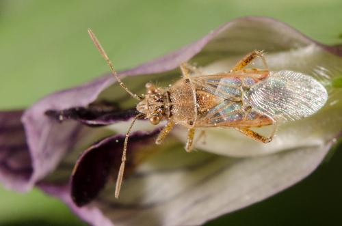 Liorhyssus hyalinus