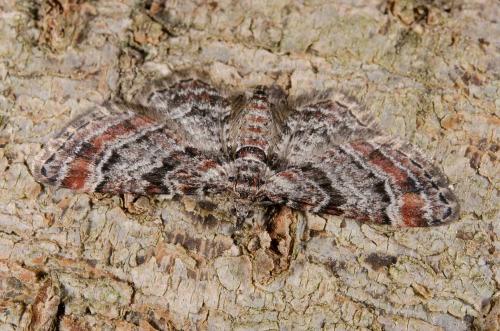 Réf. 159 384 : Gymnoscelis rufifasciata