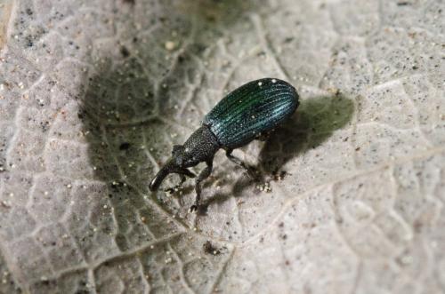 Perapion sp.