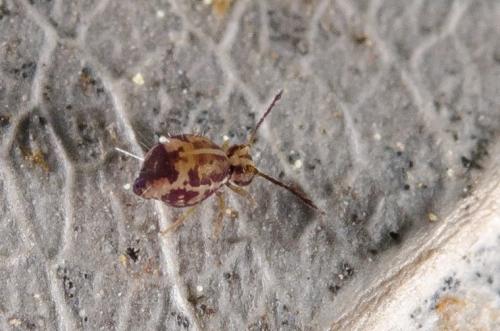 Calvatomina superba